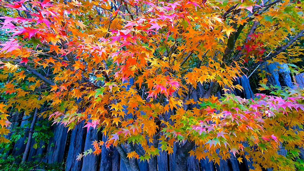 Maple Mosaic Photography Art | True Nature Photography