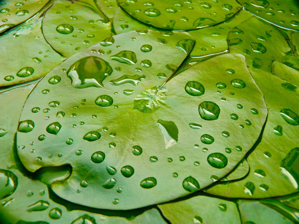 One Drop East Photography Art | True Nature Photography