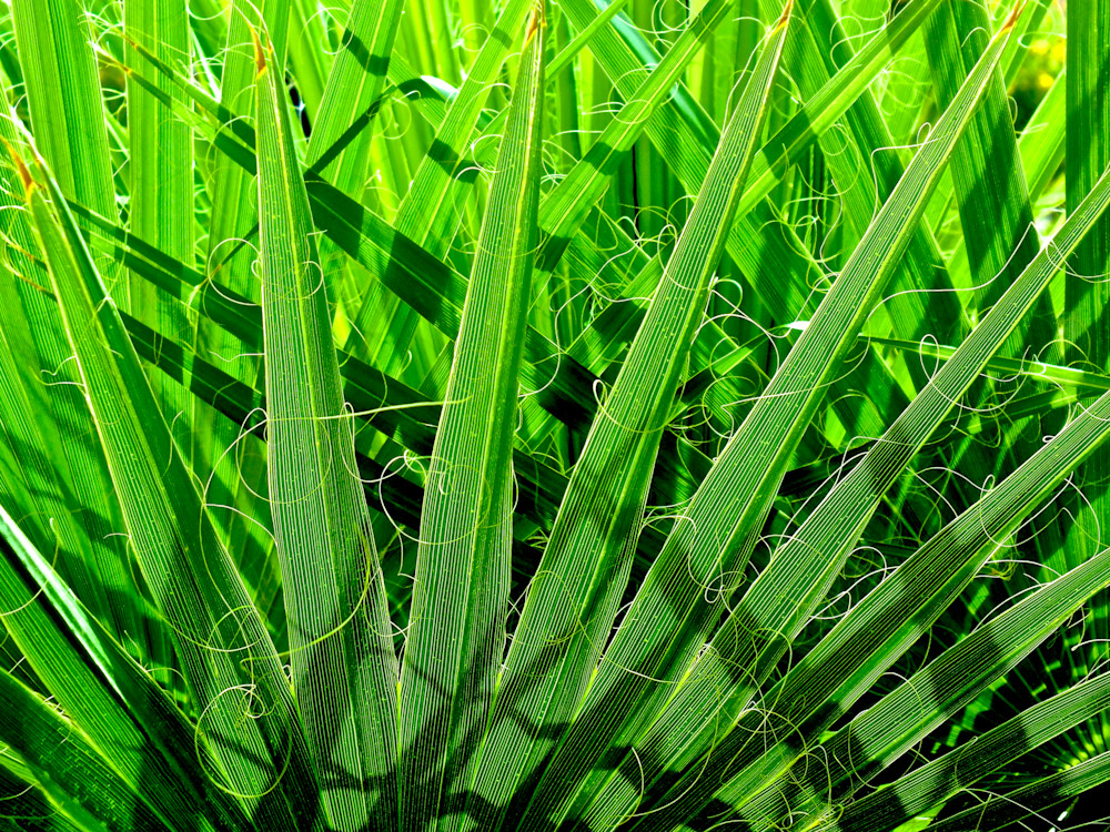 Matrix Of Green Photography Art | True Nature Photography