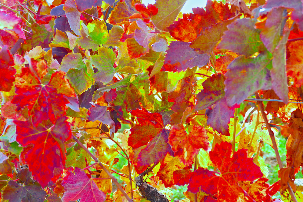 Fruit Of The Vine Photography Art | True Nature Photography