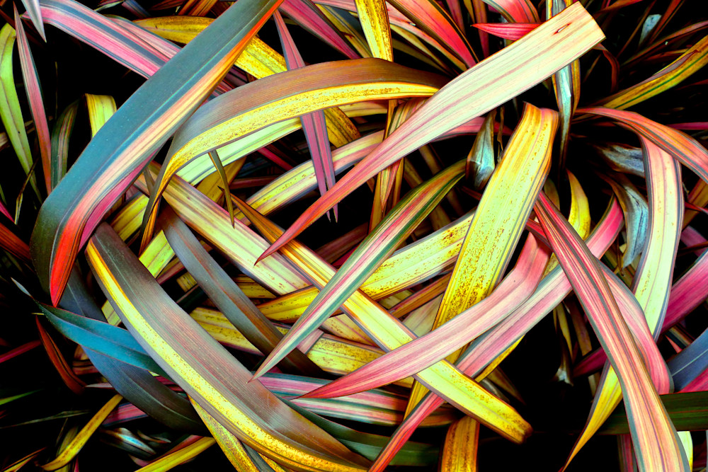 Woven By Wind Photography Art | True Nature Photography