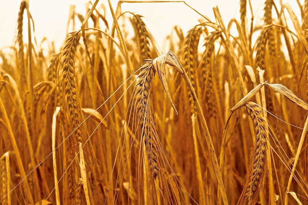 Fields Of Gold Photography Art | True Nature Photography