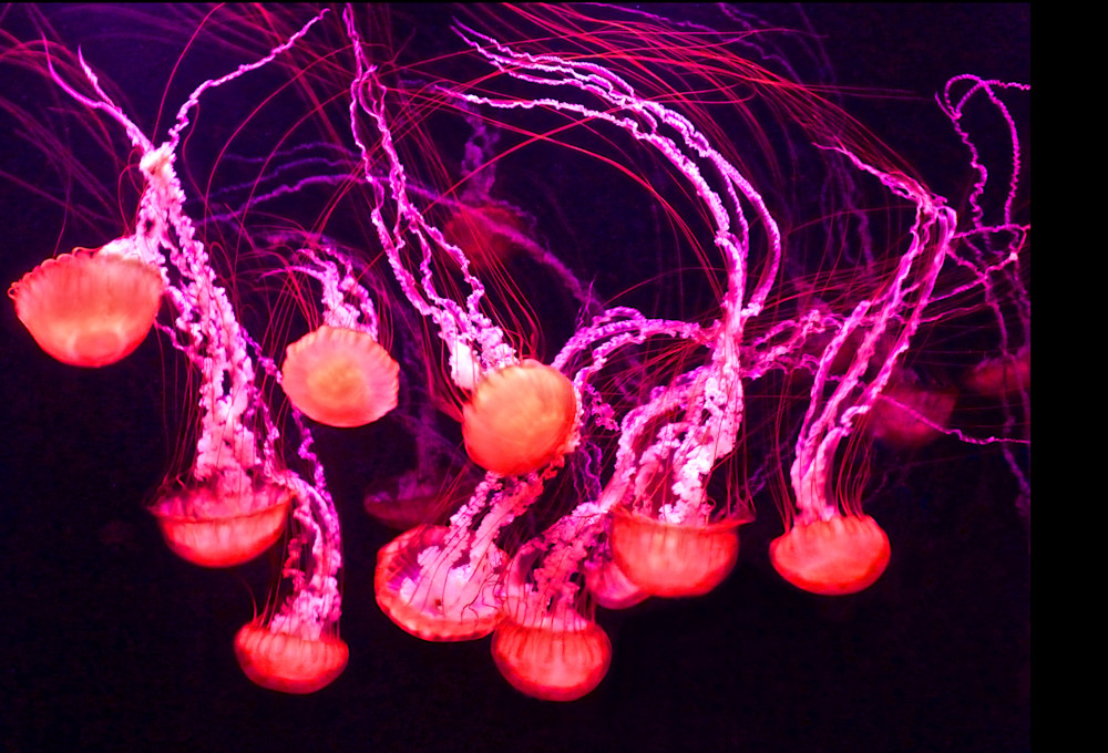 Symphony Of Grace Photography Art | True Nature Photography