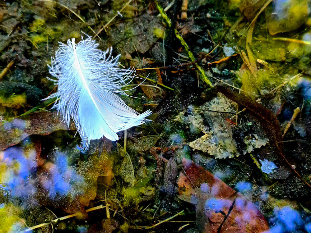Feather Afloat Photography Art | True Nature Photography