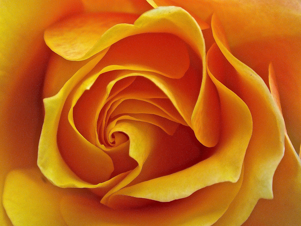 Apricot Rose Photography Art | True Nature Photography