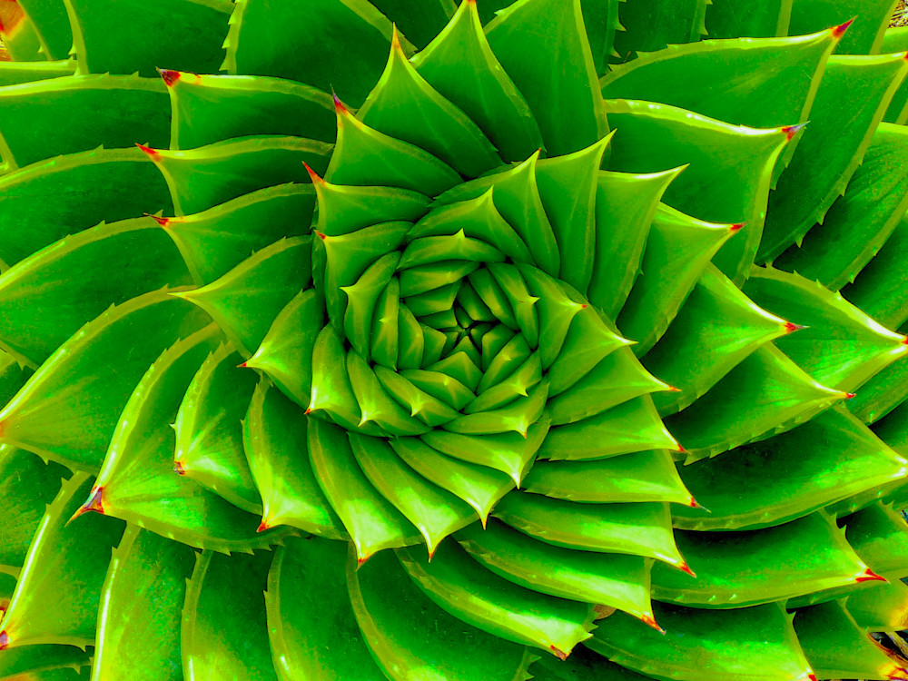 Life Spiral Photography Art | True Nature Photography