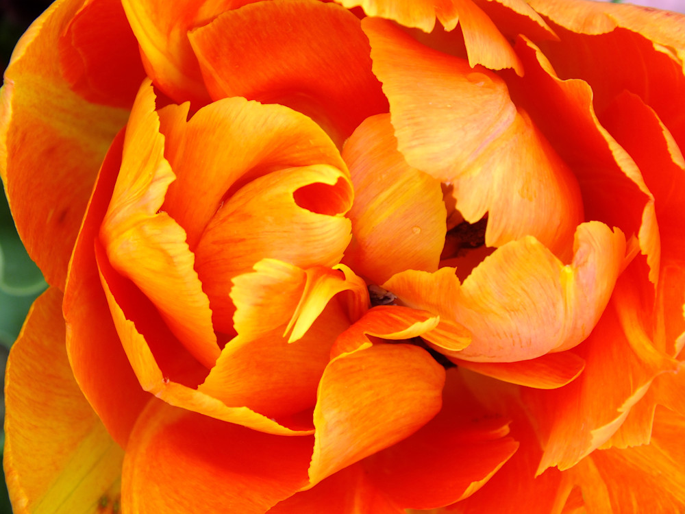 Beauty In Bloom Photography Art | True Nature Photography