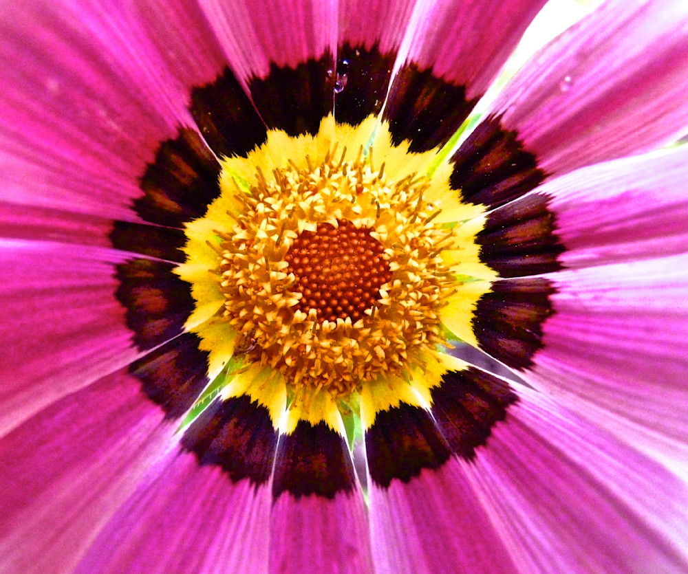 Magenta Mandala Photography Art | True Nature Photography