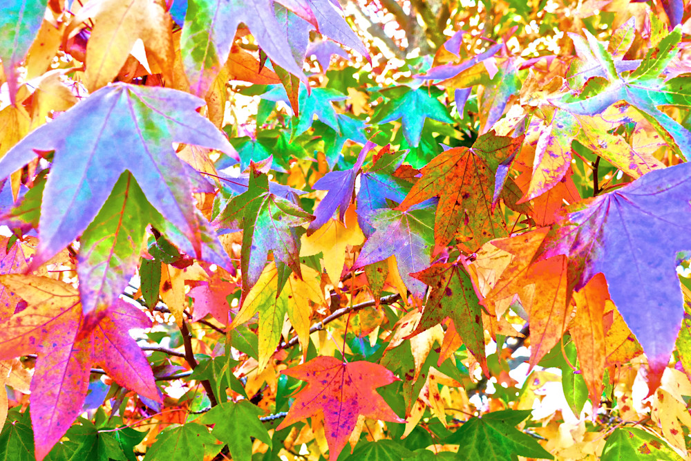 Autumn Spectrum Photography Art | True Nature Photography