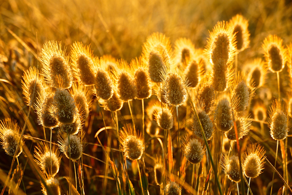 Haloed Moment Photography Art | True Nature Photography