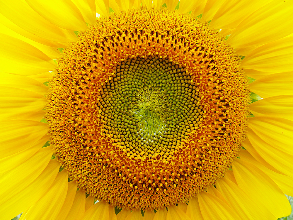 Mandala Of Life Photography Art | True Nature Photography