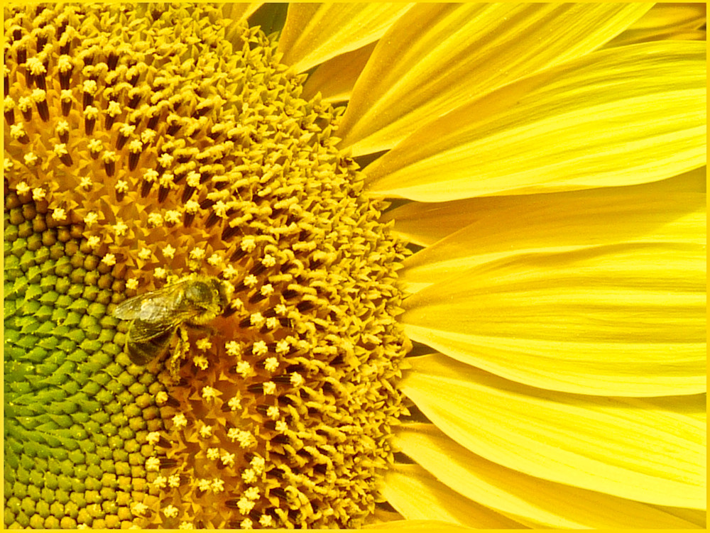 Bee Here Now Photography Art | True Nature Photography