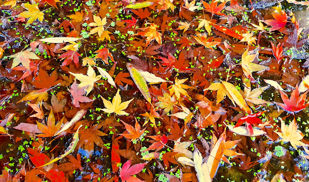 Autumn Mosaic Photography Art | True Nature Photography