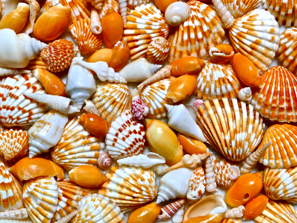 Shell Mosaic Photography Art | True Nature Photography