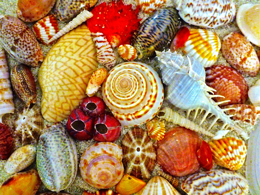 Seashore Splendour Photography Art | True Nature Photography