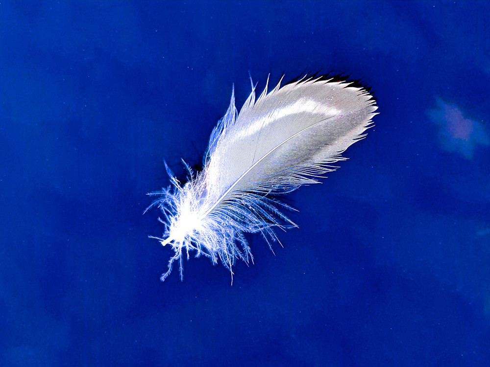 Suspension Photography Art | True Nature Photography