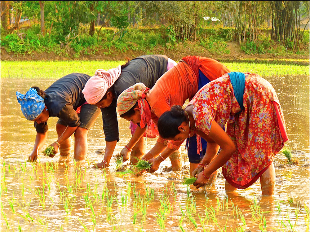 The Rice Planters Photography Art | True Nature Photography