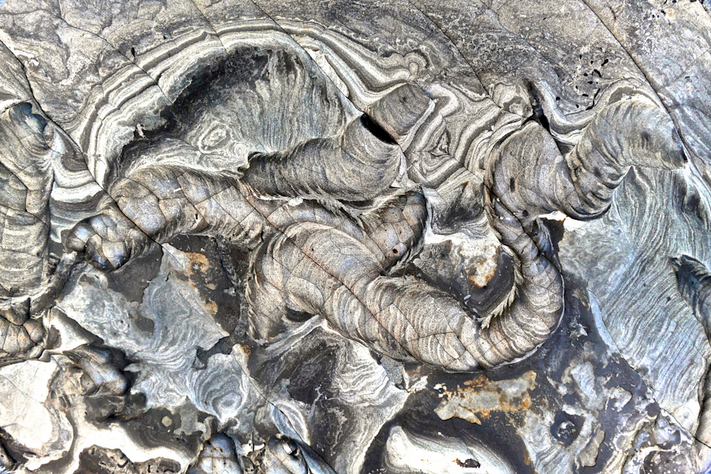 Ancient And Alive Photography Art | True Nature Photography