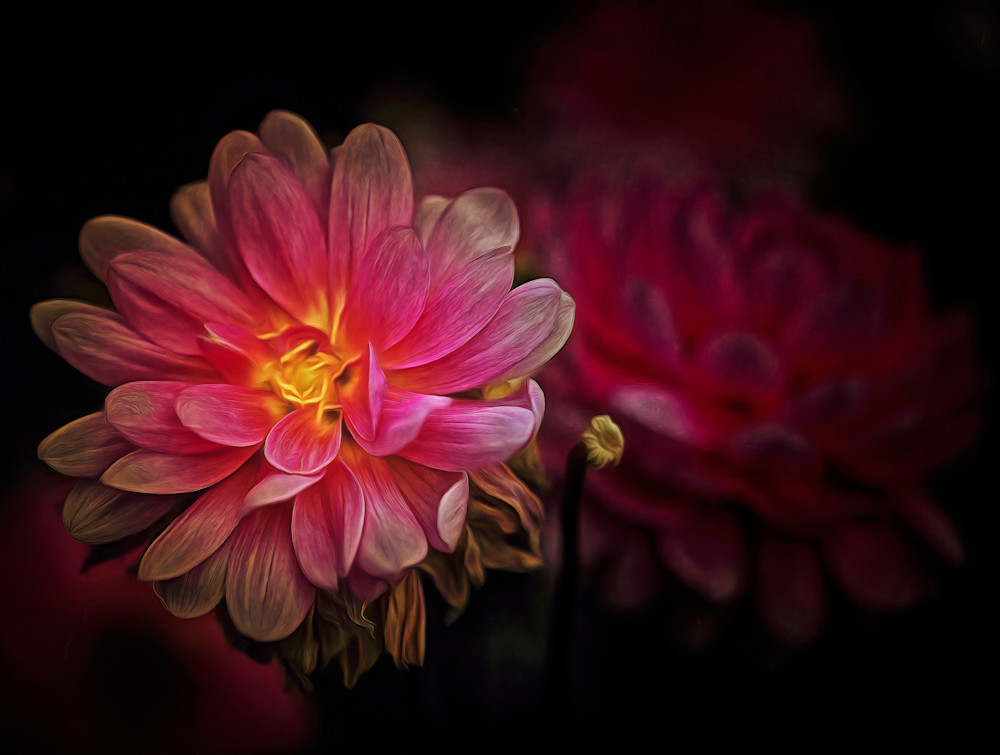 Sole Magenta Scuro (2023)