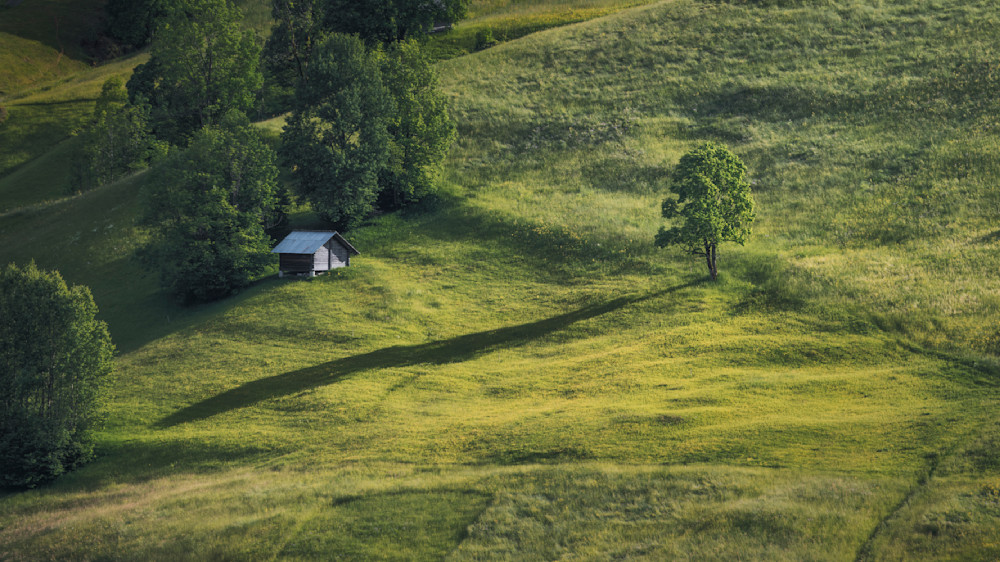 Swiss Alps-Evening Light and Lone Tree Shadow