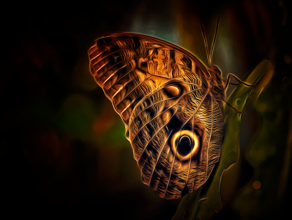 Occhio della Farfalla (2023)