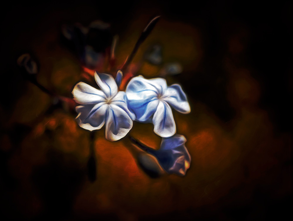 Gemelli Plumbago Blu (2023)