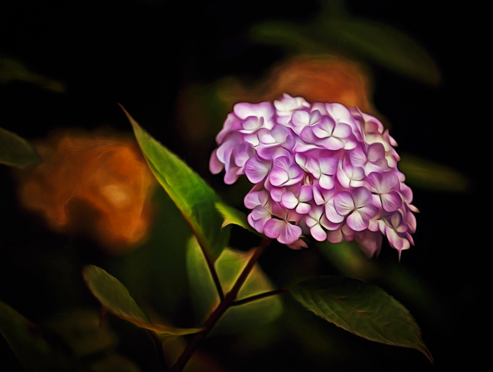 Bella Ortensia in Un Raggio di Sole (2023)