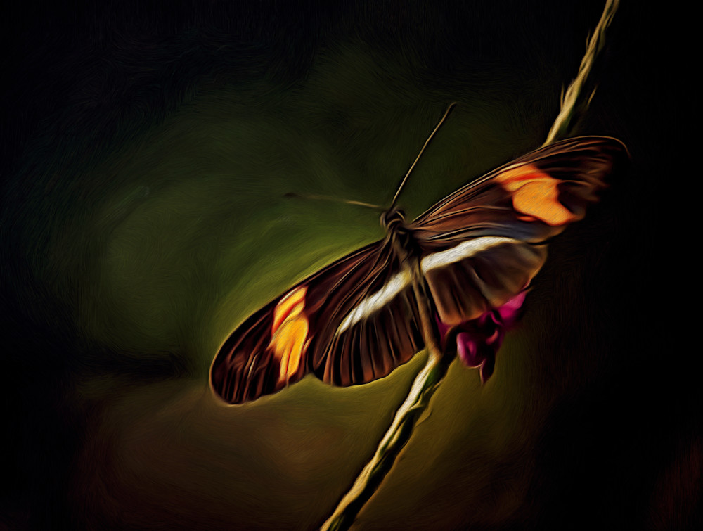 Farfalla Messaggera di Speranza (2023)