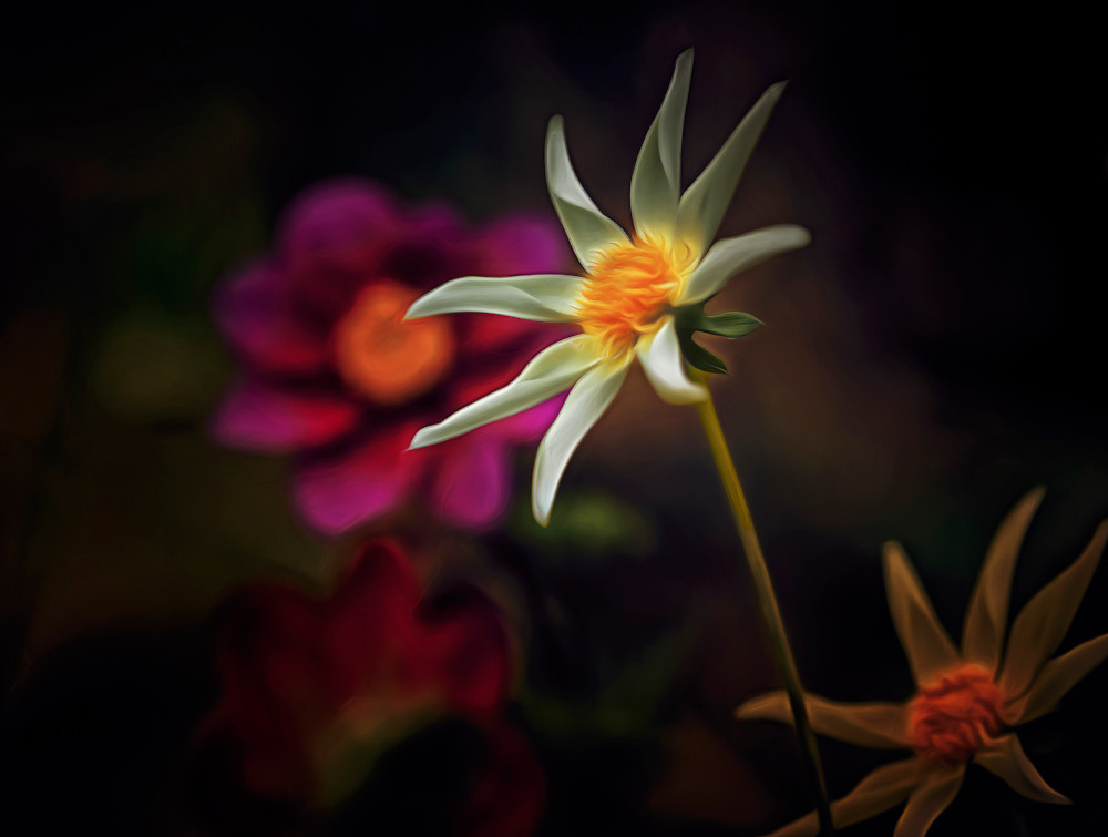 Stella Delicata (2023)