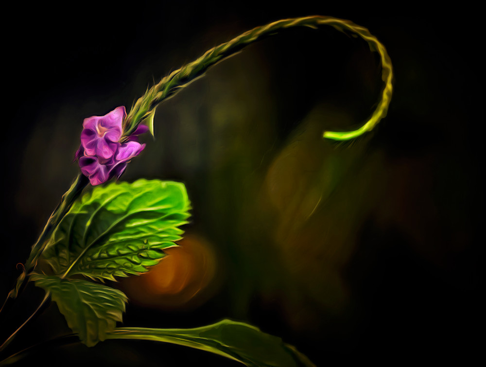 Stachytarpheta Viola (2023)