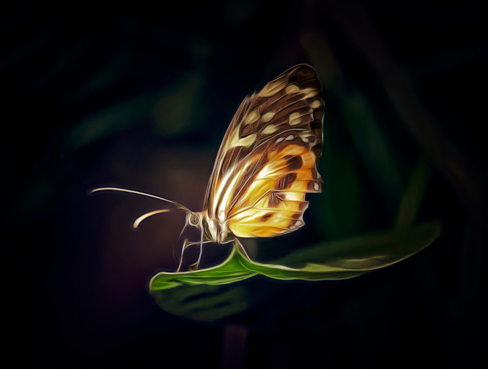 Farfalla di Malachite (2023)