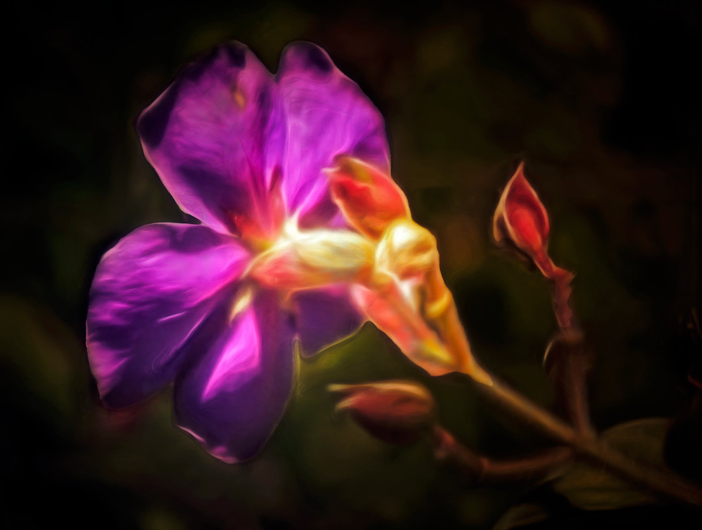 Fiore Principessa Viola (2024)