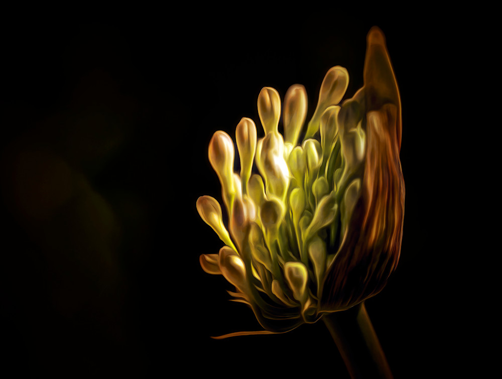 Nascita del Giglio del Nilo (2024)