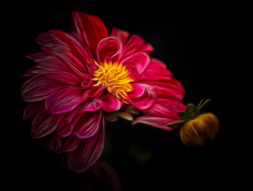 Dahlia Sognando (2024)