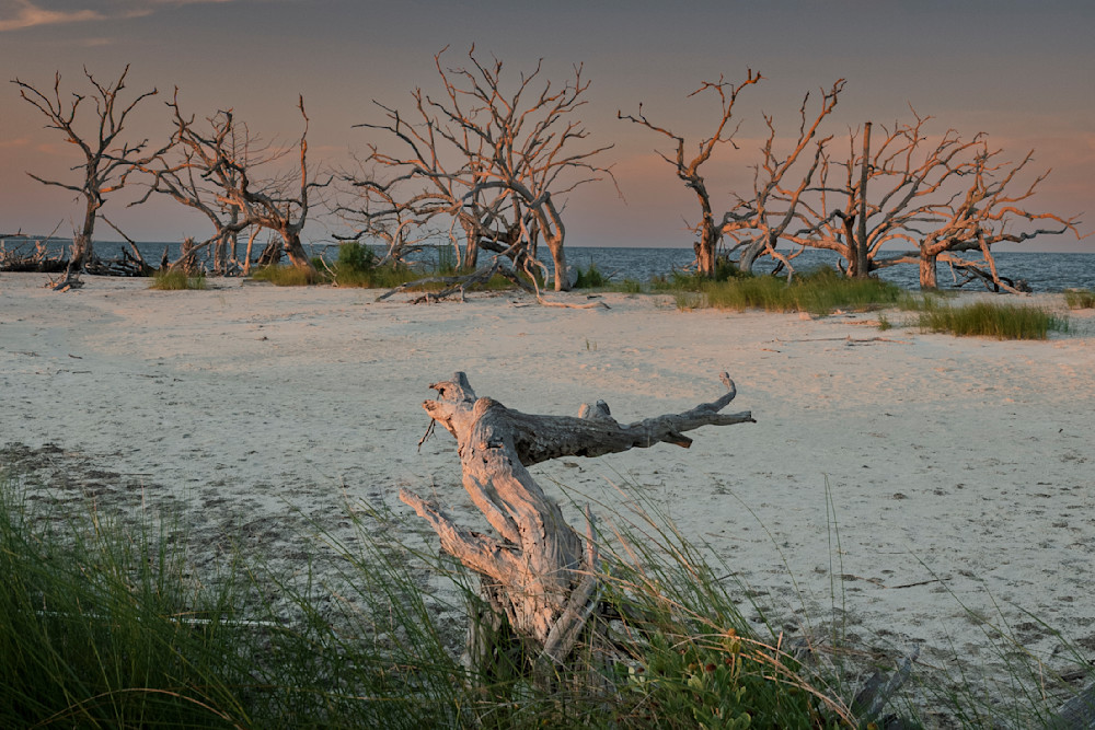 Soft Resilience Photography Art | Marcus Johnson Photography