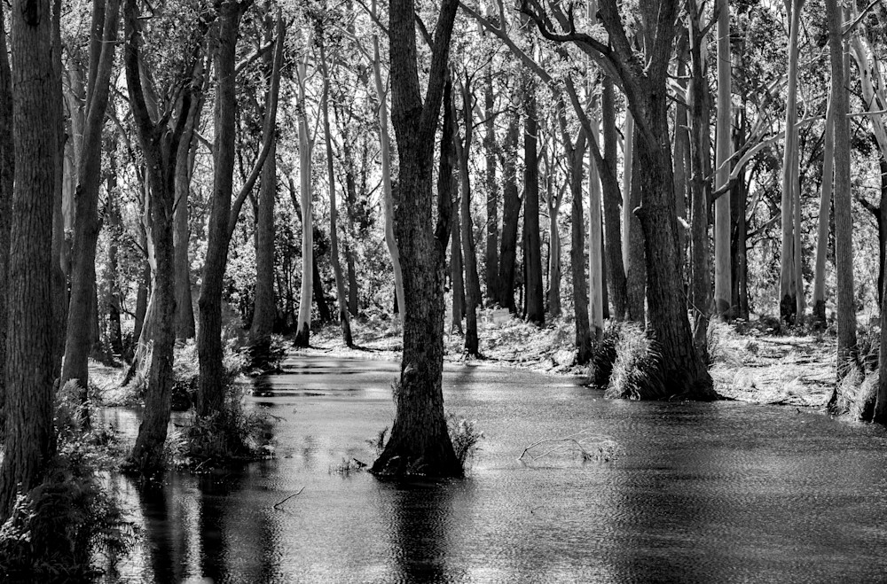 The Forest Photography Art | ANASTASE PHOTOGRAPHY