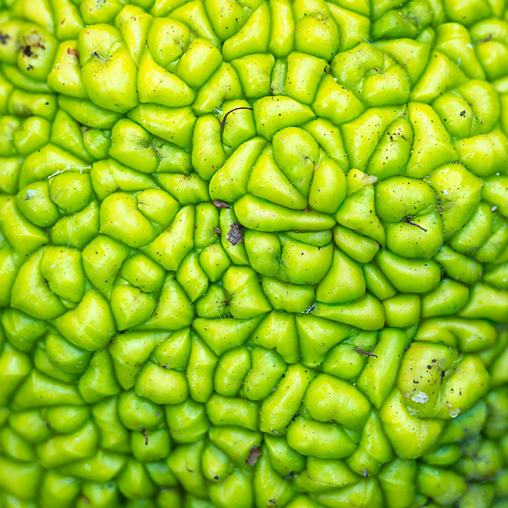 Osage Orange Brain Photography Art | Mark Ruckman Fine Art