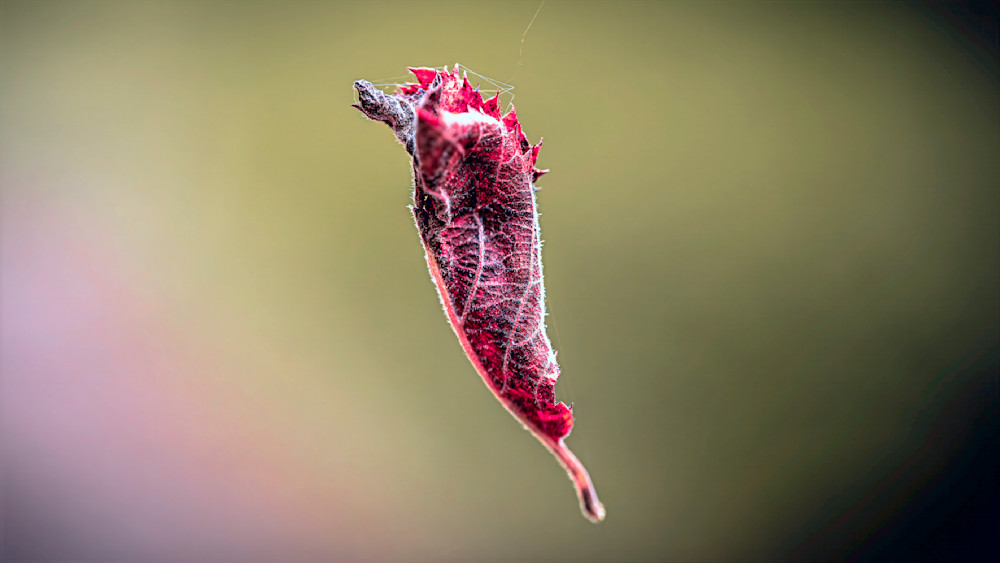 Suspended In Air Photography Art | Mark Ruckman Fine Art