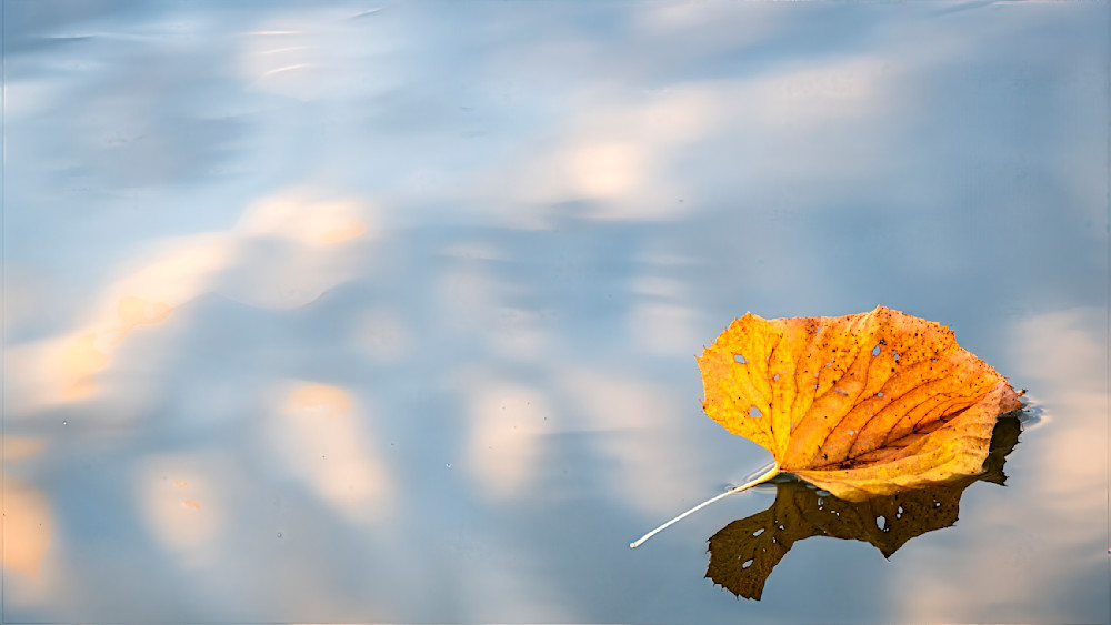One Leaf S Journey Photography Art | Mark Ruckman Fine Art