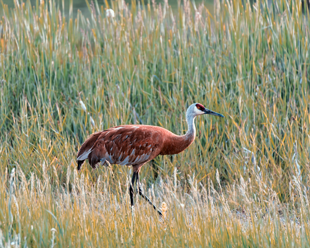 Father Sandhill Crane