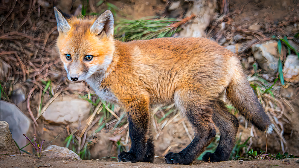 First Steps Photography Art | Mark Ruckman Fine Art