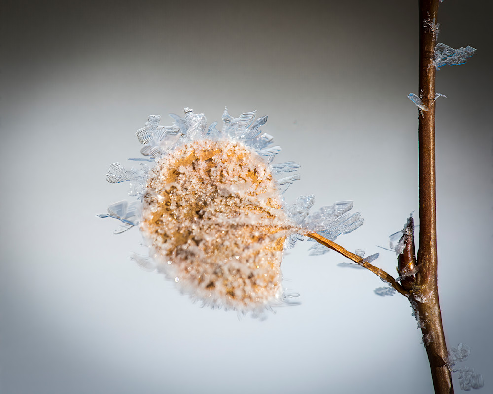 Frosted Aspen Leaf