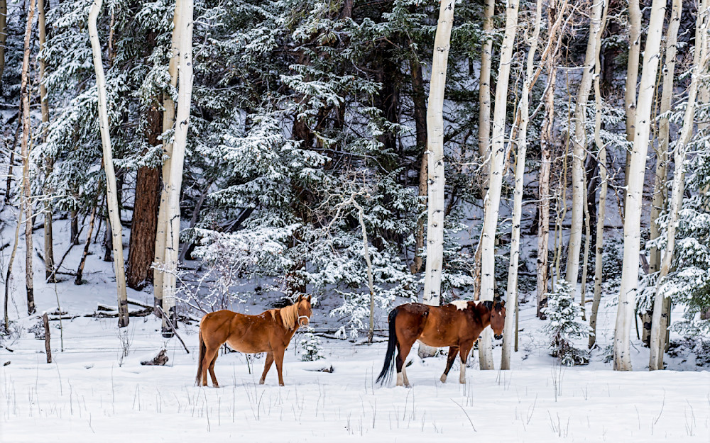 Winter Mountain Horses