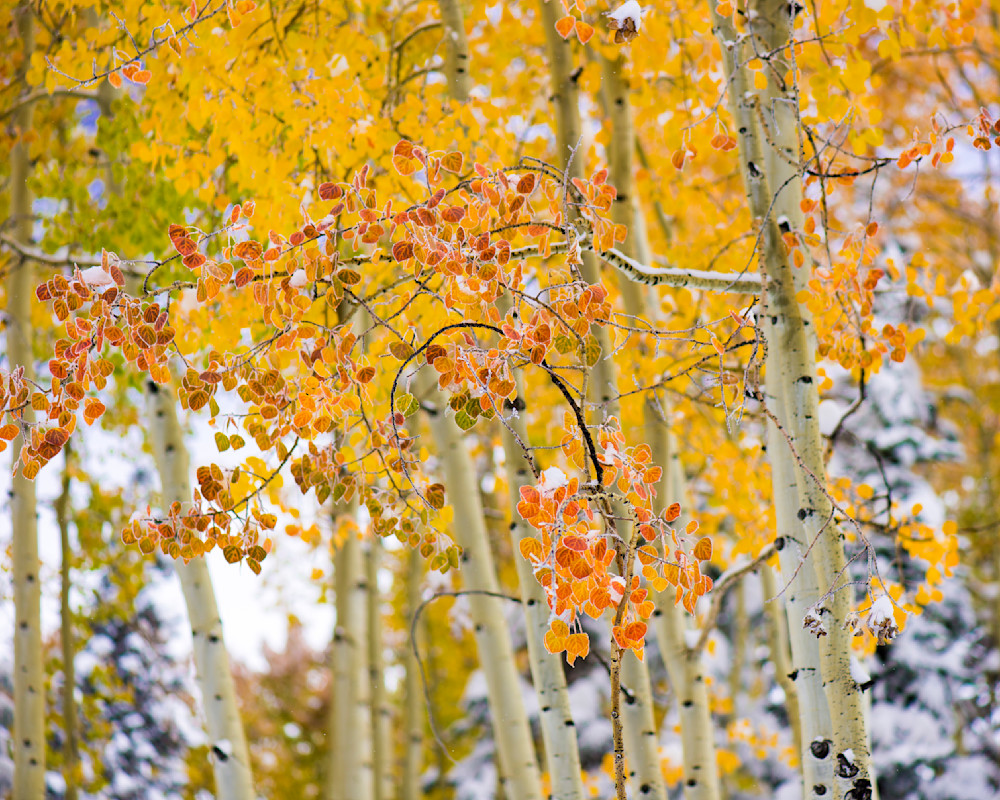 Fall And Winter Photography Art | Mark Ruckman Fine Art