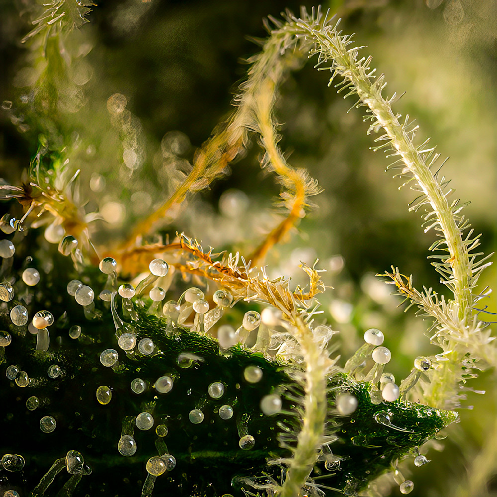 Blue Dream   Half Way Photography Art | Mark Ruckman Fine Art