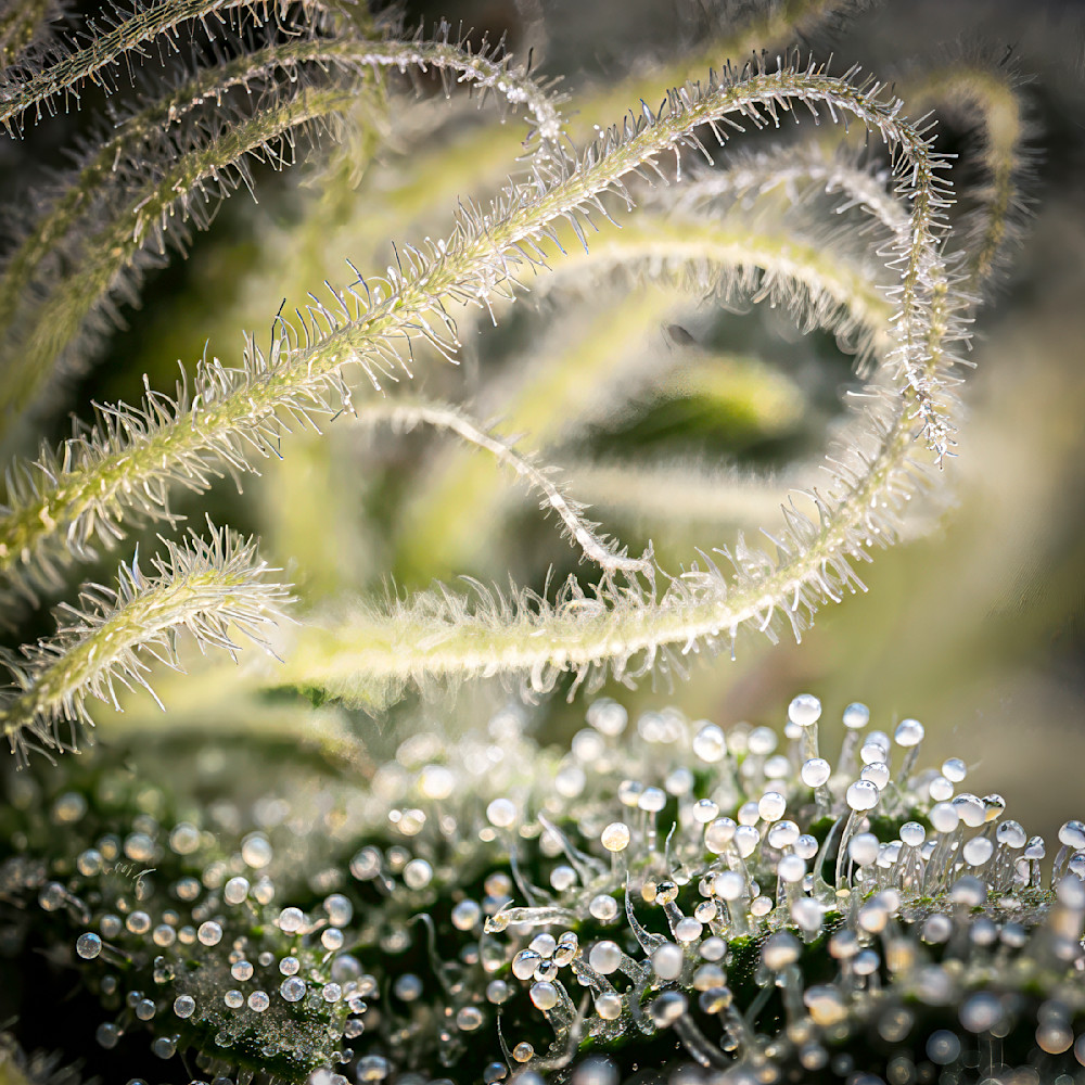 Blue Dream Early Flower Photography Art | Mark Ruckman Fine Art