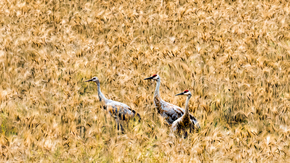 Golden Cranes