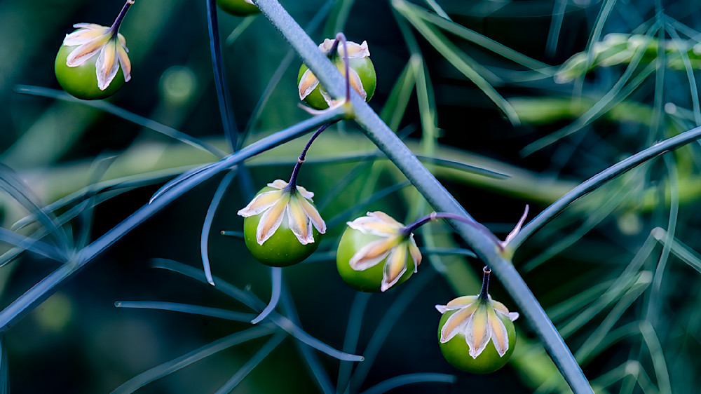 Crowns   Asparagus Photography Art | Mark Ruckman Fine Art