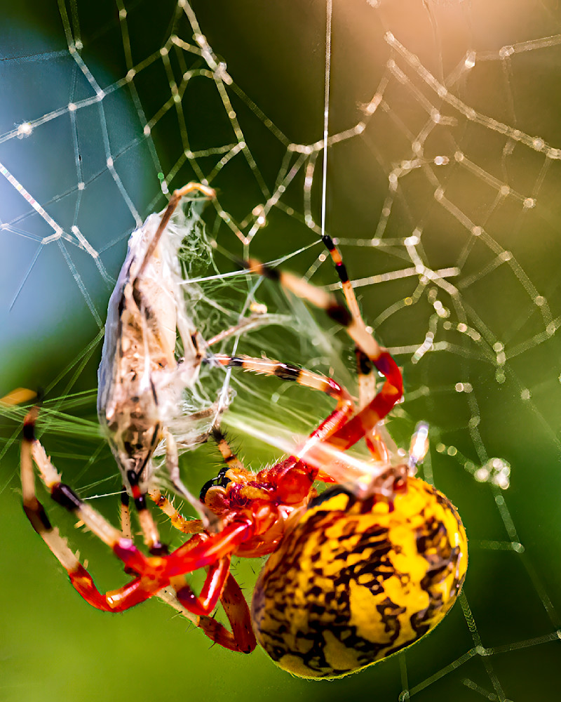 The Second Wrap Photography Art | Mark Ruckman Fine Art