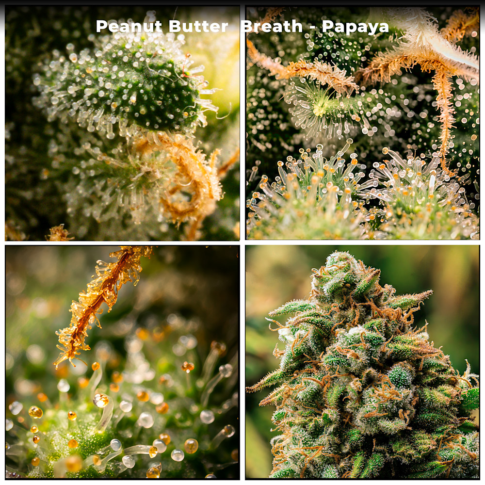 Peanut Butter Breath (Pbb) Papaya   Final Photography Art | Mark Ruckman Fine Art